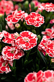 Dianthus caryophyllus Oscar® Sel® ''White and Red''