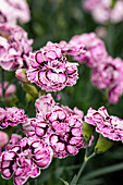 Dianthus caryophyllus Capitán® Sel® ''Marco''