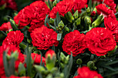 Dianthus caryophyllus ''Colores® Amor''