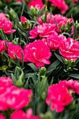 Dianthus caryophyllus Colores® Sel® ''Dulce''