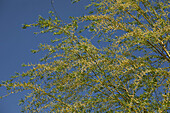 Salix alba 'Tristis