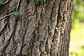 Tree bark - Oak