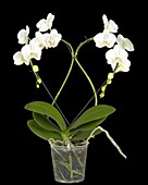 Phalaenopsis, heartwood