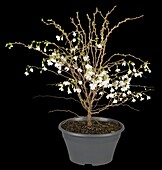Prunus glandulosa