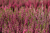 Calluna vulgaris 'Lena