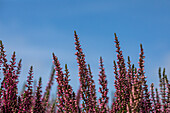 Calluna vulgaris 'Lena'