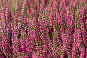 Calluna vulgaris 'Lena'