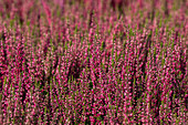 Calluna vulgaris 'Loki'