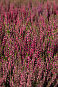 Calluna vulgaris 'Loki'