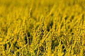 Calluna vulgaris 'Zora'