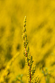 Calluna vulgaris 'Zora'