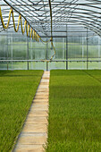 Heather culture in the greenhouse