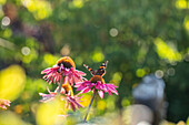 Butterfly on coneflower