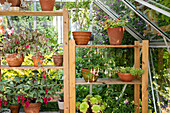 Plant shelf in greenhouse