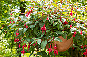 Fuchsia hybrid, hanging