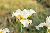 Iris sibirica 'Viel Schnee'