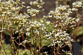 Saxifraga paniculata, weiß