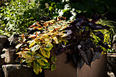 Flowerpot with leaf ornamentals