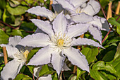 Clematis 'Destiny'