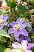 Clematis 'Justa'