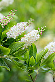 Clethra alnifolia