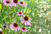 Echinacea purpurea 'Magnus'