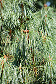 Pinus pumila 'Barmstedt'.
