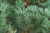 Pinus pumila 'Glauca