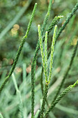 Cryptomeria japonica 'Elegans Viridis'