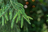 Picea orientalis 'Summergold'