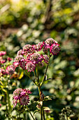 Astrantia major 'Rosensinfonie' (Rose Symphony)