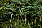 Cimicifuga racemosa var. cordifolia