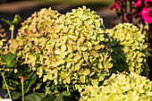 Hydrangea paniculata 'Little Lime'®