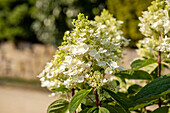 Hydrangea paniculata 'Baby Lace'