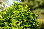 Taxodium distichum 'Peve Minaret'