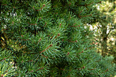Pinus silvestris 'Aurea Nisbeth