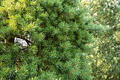 Pinus silvestris 'Aurea Nisbeth'