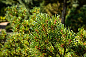 Pinus strobus 'Krüger's Lilliput'.