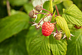 Rubus idaeus