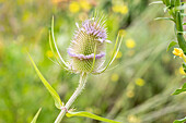 Dipsacus fullonum