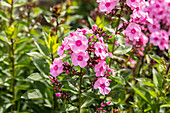 Phlox paniculata 'Herbstwalzer' (Autumn Waltz)