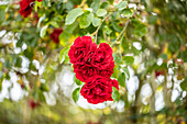 Climbing rose, red