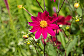 Dahlia Single flowering