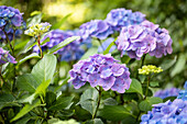 Hydrangea macrophylla 'Forever & Ever'®, blau