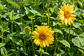 Helianthus decapetalus