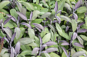 Salvia officinalis 'Purpurascens