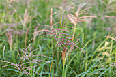 Miscanthus sinensis 'Flamingo'