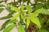 Vitex agnus-castus 'Blue Diddley'®