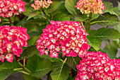 Hydrangea macrophylla 'Red Angel' ®