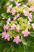 Hydrangea macrophylla 'You & Me Romance' ®